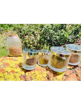 Phalaza herbs  Cleansing of the system Amadliso when you dream eating