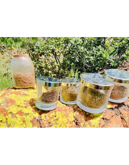 Phalaza herbs  Cleansing of the system Amadliso when you dream eating